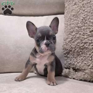 Fletcher, French Bulldog Puppy